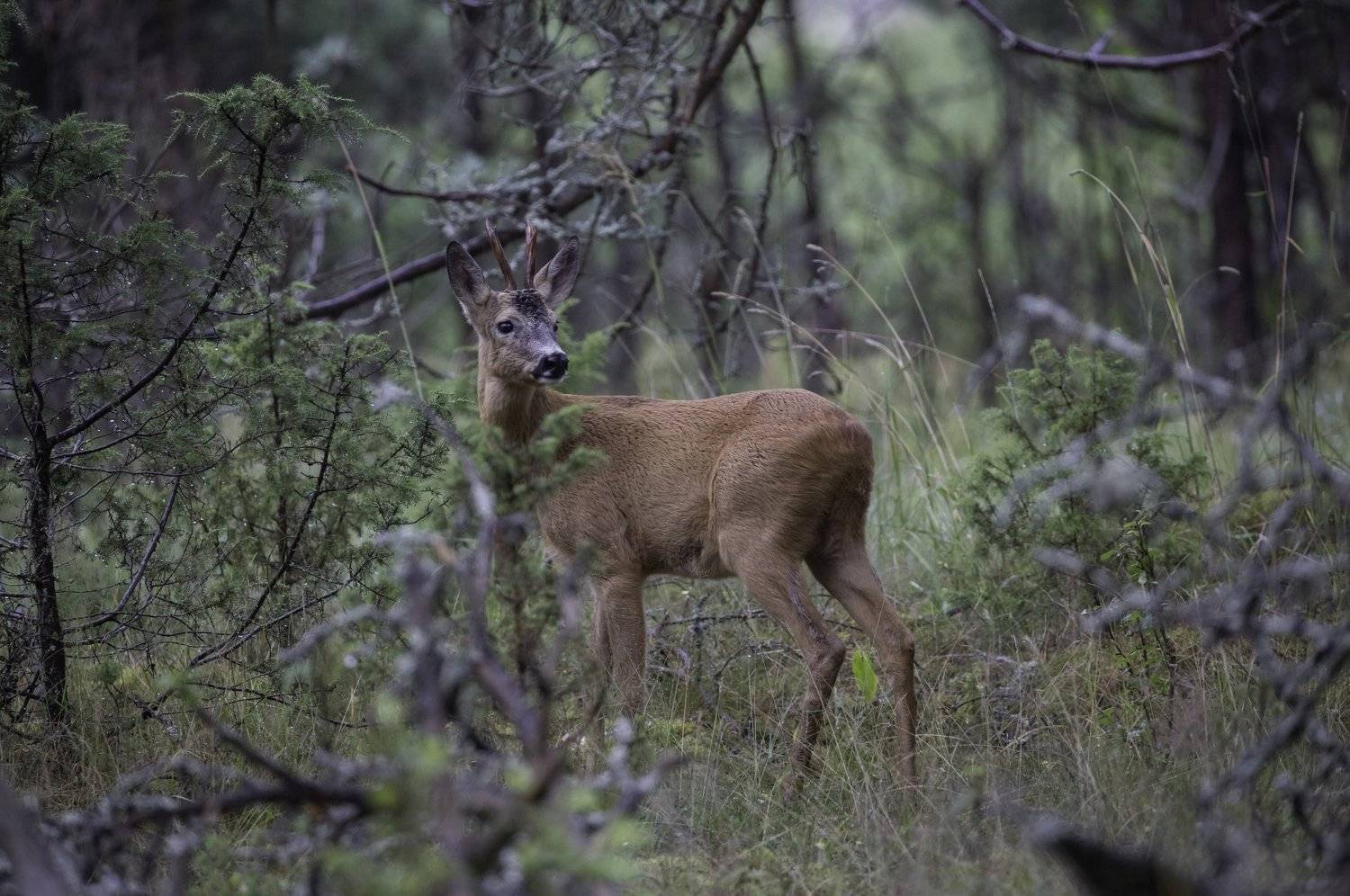 , Андрей Шимчук