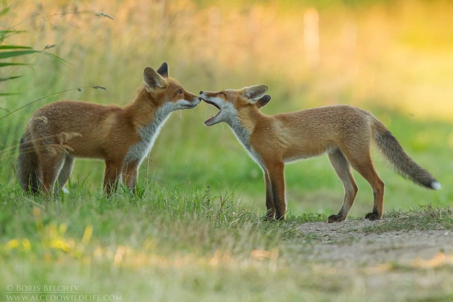 , Борис Белчев