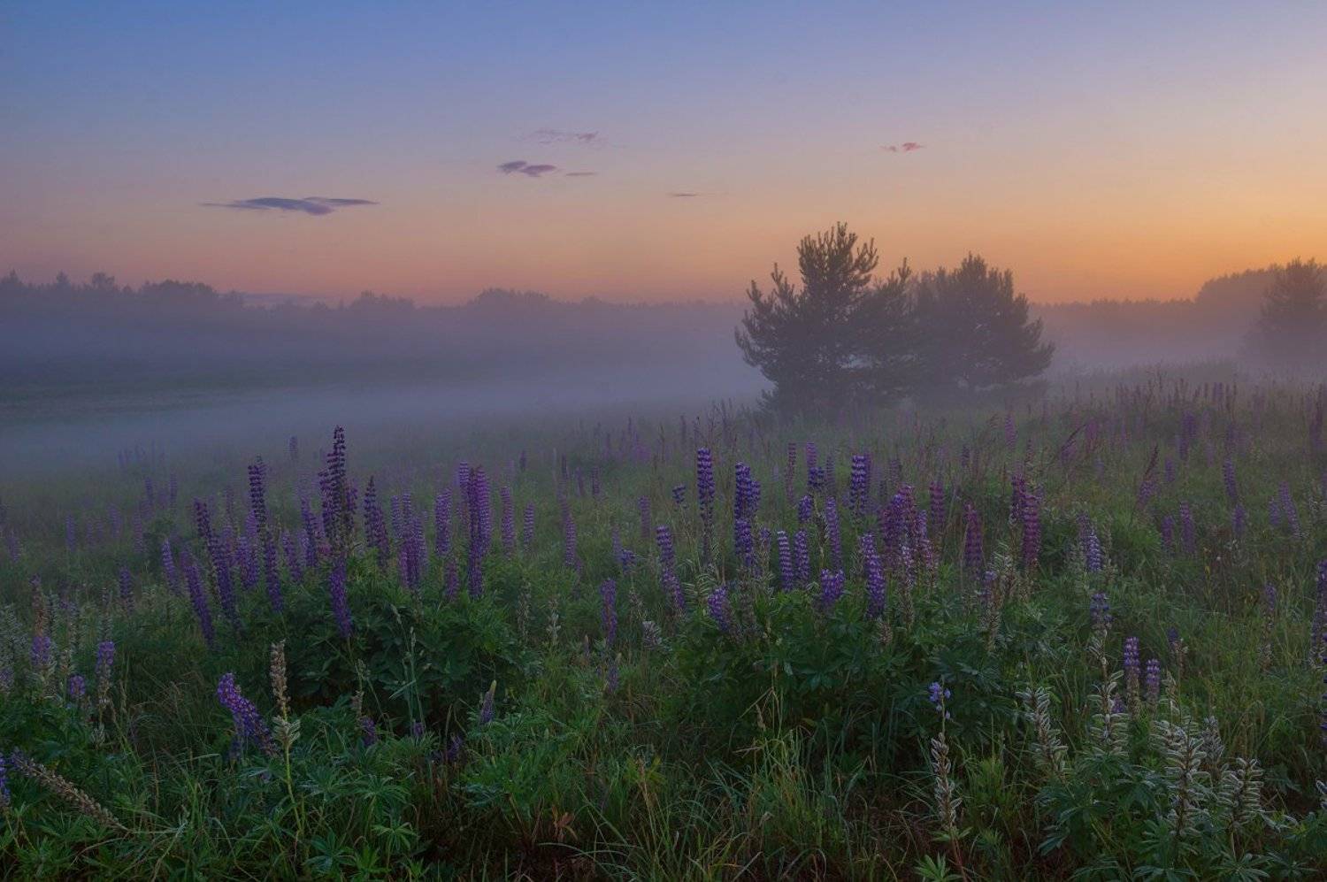 туман лето люпины сумерки лес, Марина Мурашова