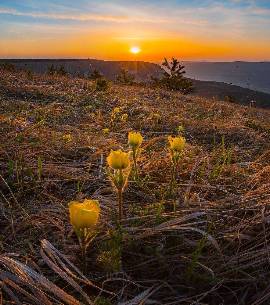 ставропольский край, фотоальбом, ставрополье, флора, прострел, албанский, сон &ndash; трава, рассвет, весна, трава, степь, заказник, цветок, цветы, солнце,, Лашков Фёдор