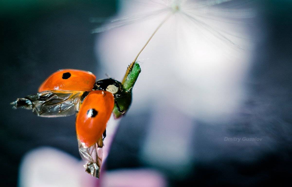 макро, природа, весна, макросъёмка, макрофотография, растение, цветы, жизнь, макромир, Дмитрий Гусалов