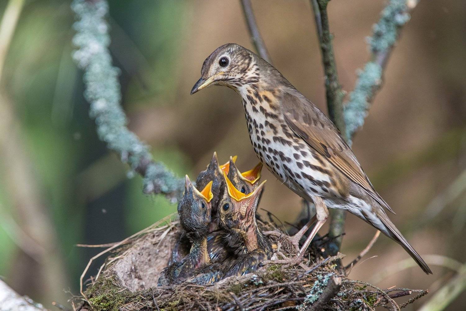 , Сумников Алексей