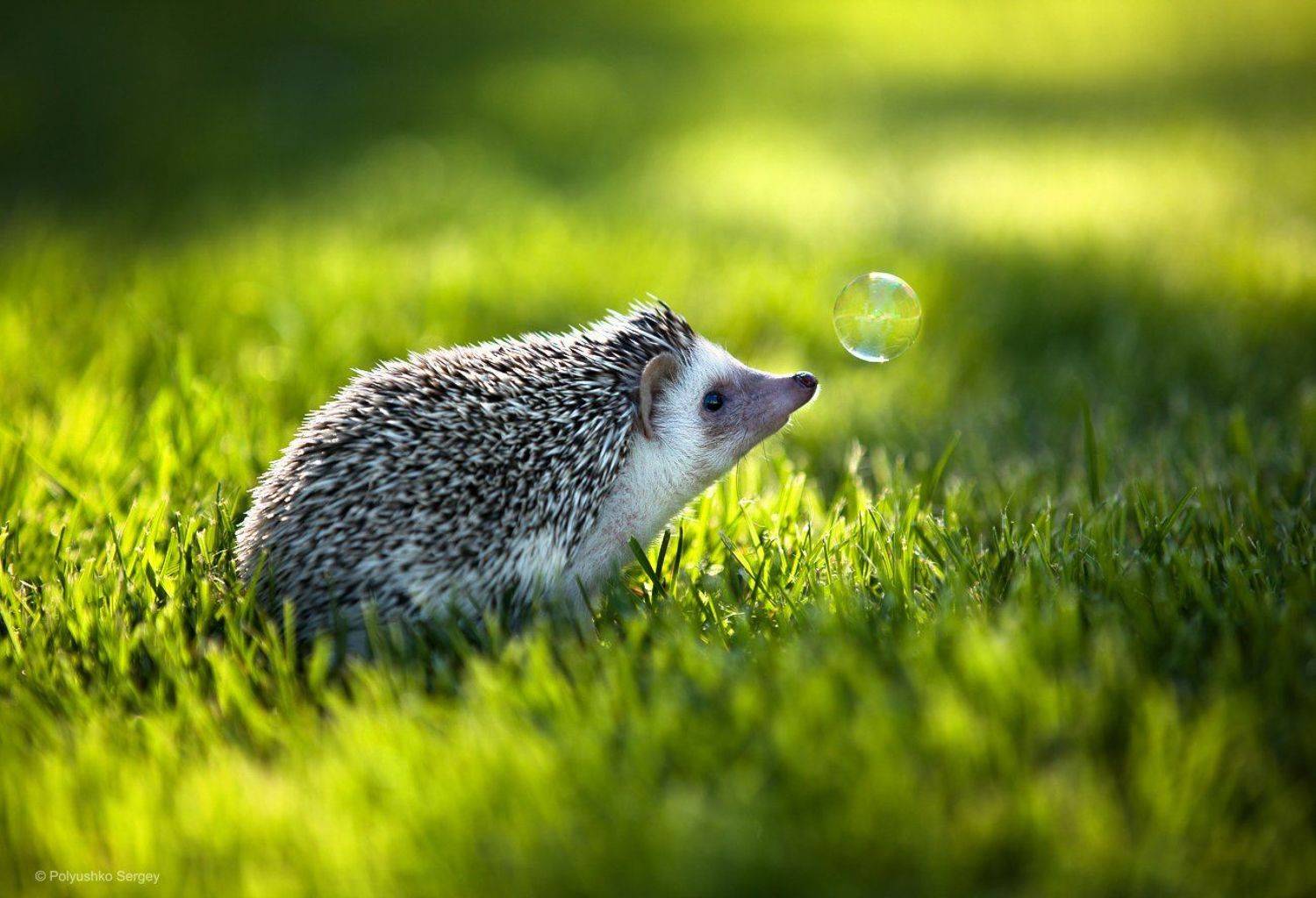 , Полюшко Сергей