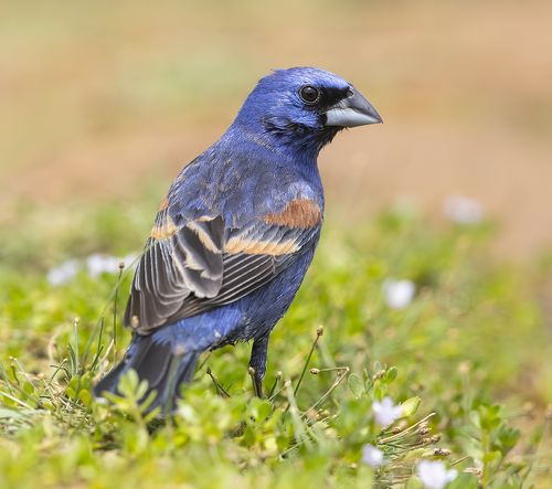 Blue grosbeak - Голубая гуирака
