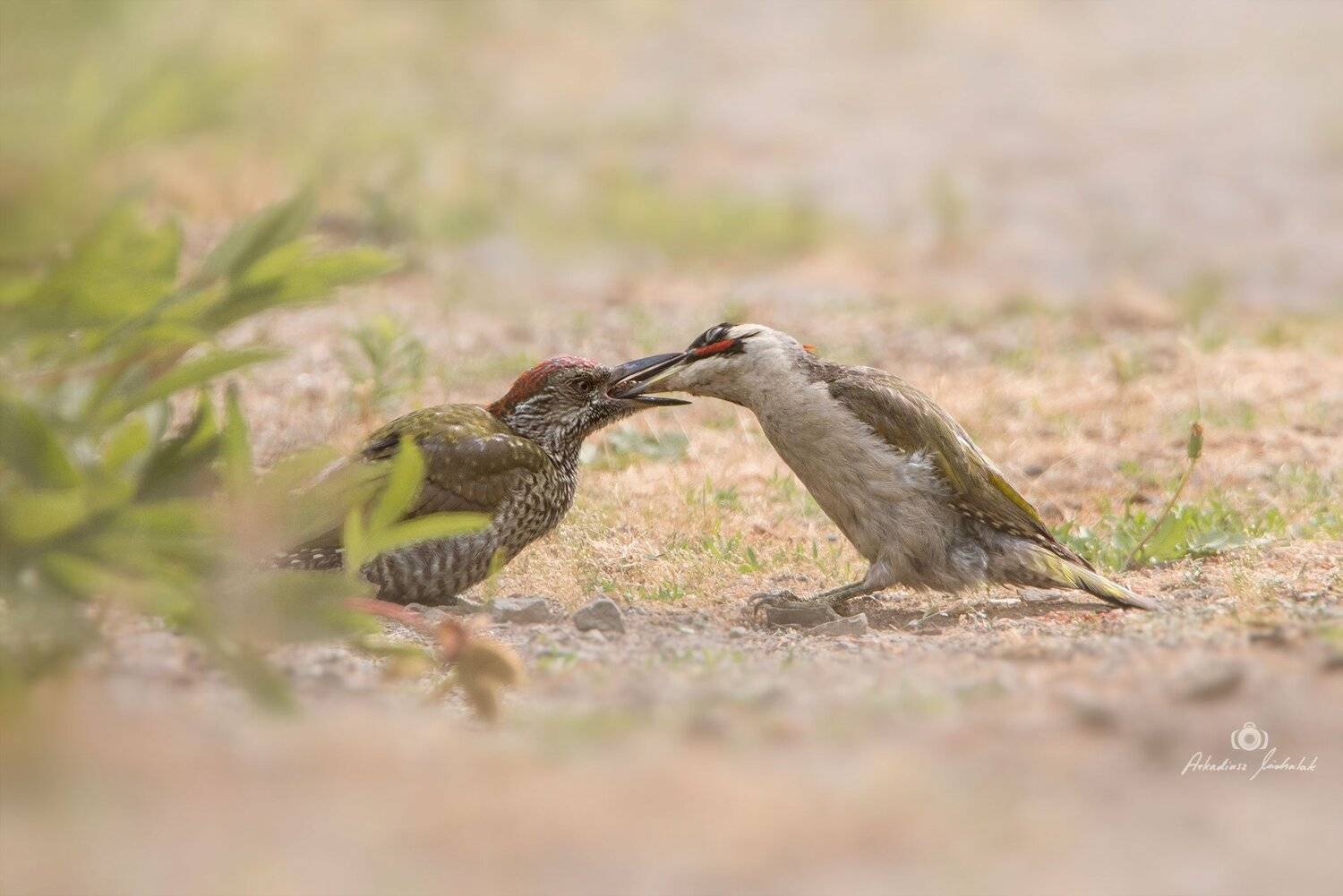 , Arkadiusz Michalak