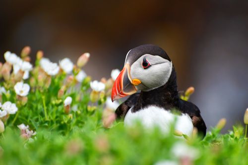 Puffin from Saltee Island
