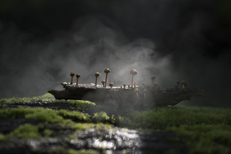 #macro #light #winter #dragonfly #nature #forest #morning #beauty #nature Morning in Forest фото превью