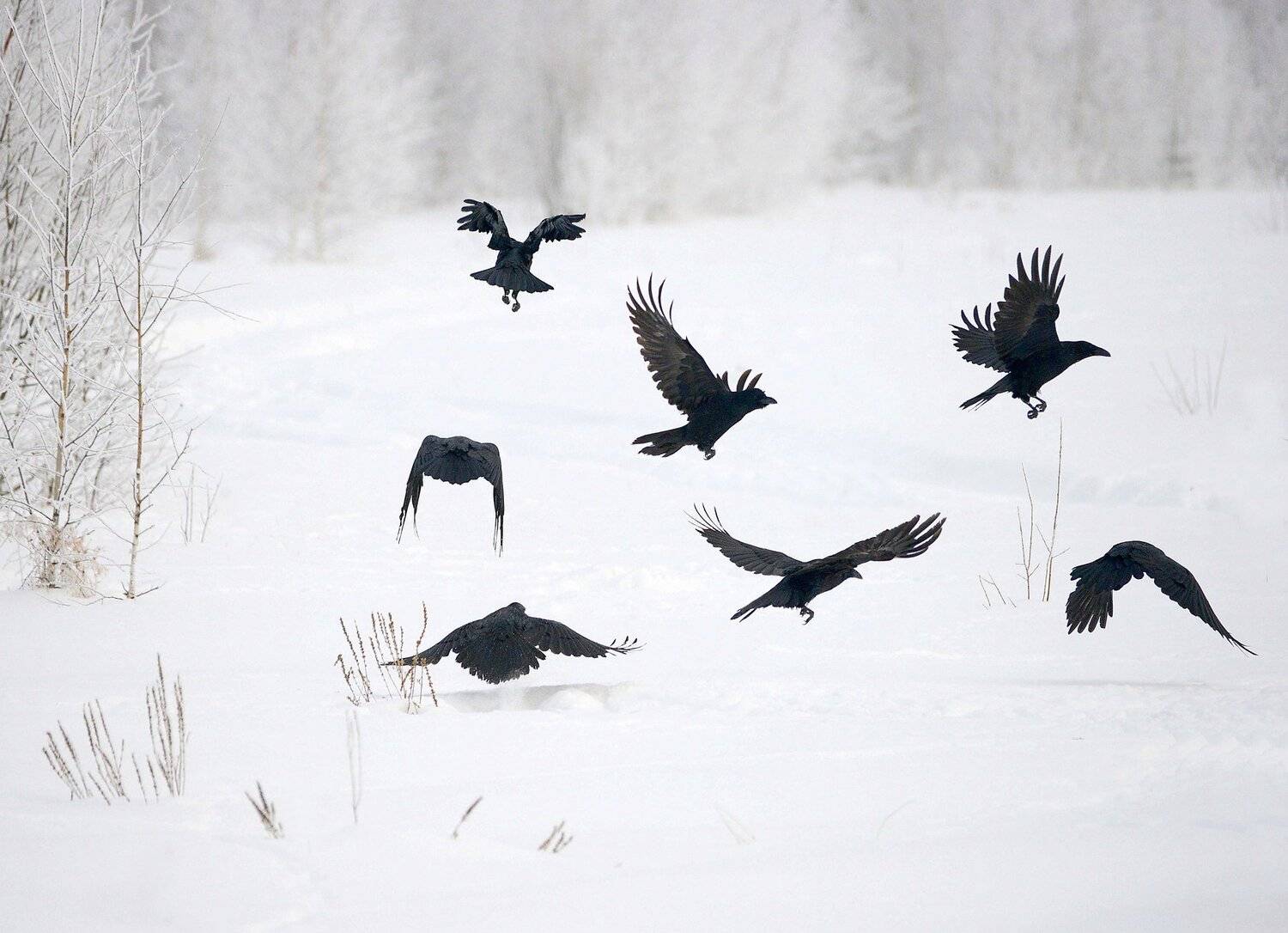 , Михаил Белоусов