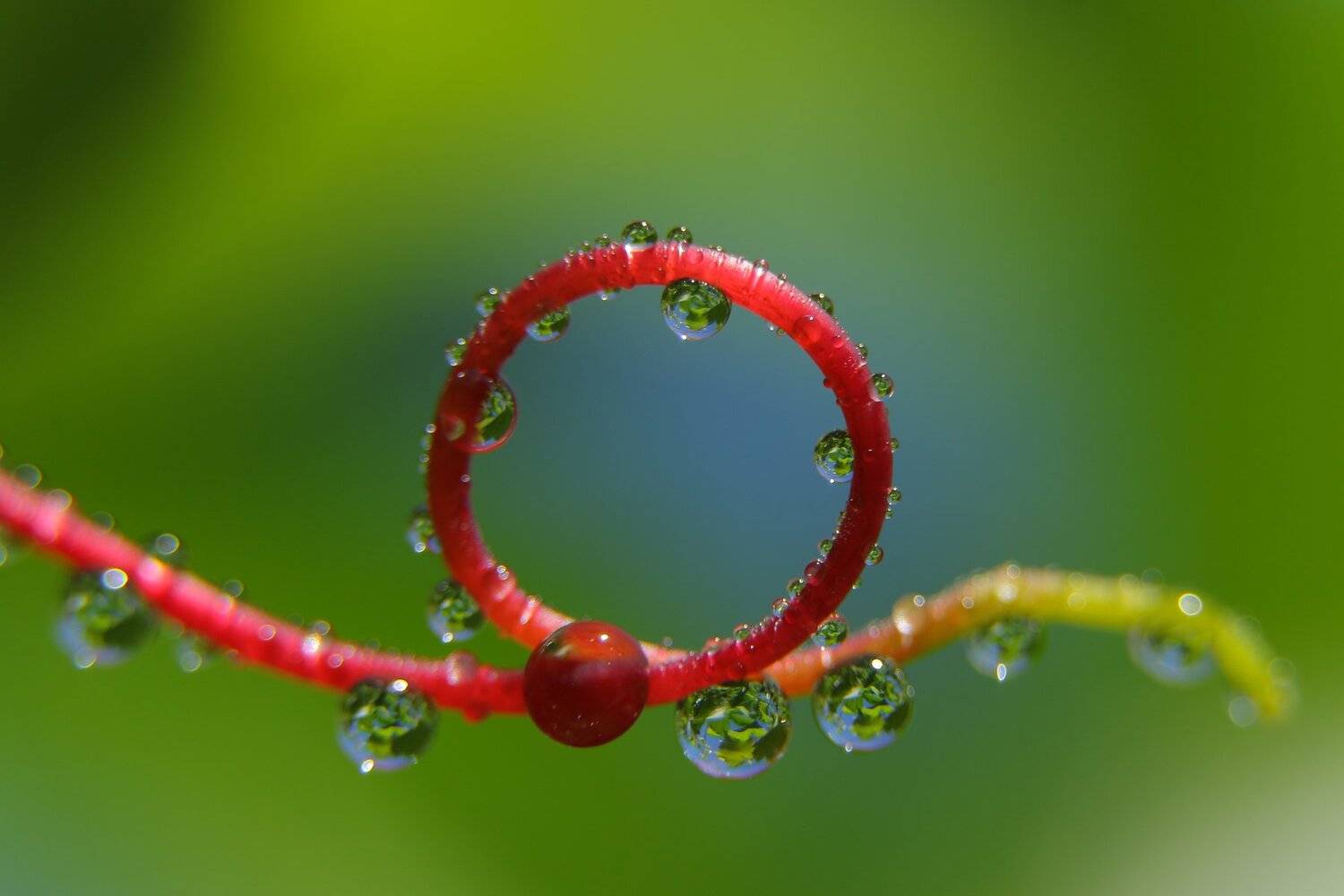 шаварёв, макро, природа, арт, фотография,, Александр Шаварёв