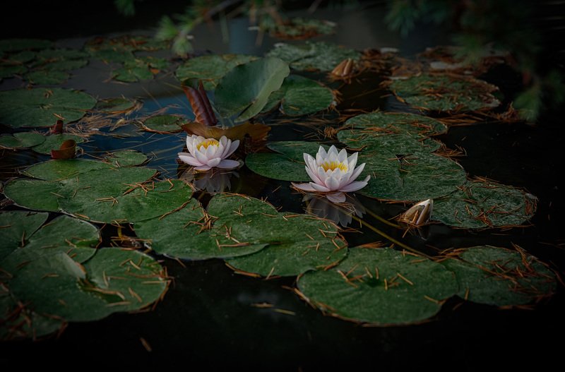 * * * фото превью