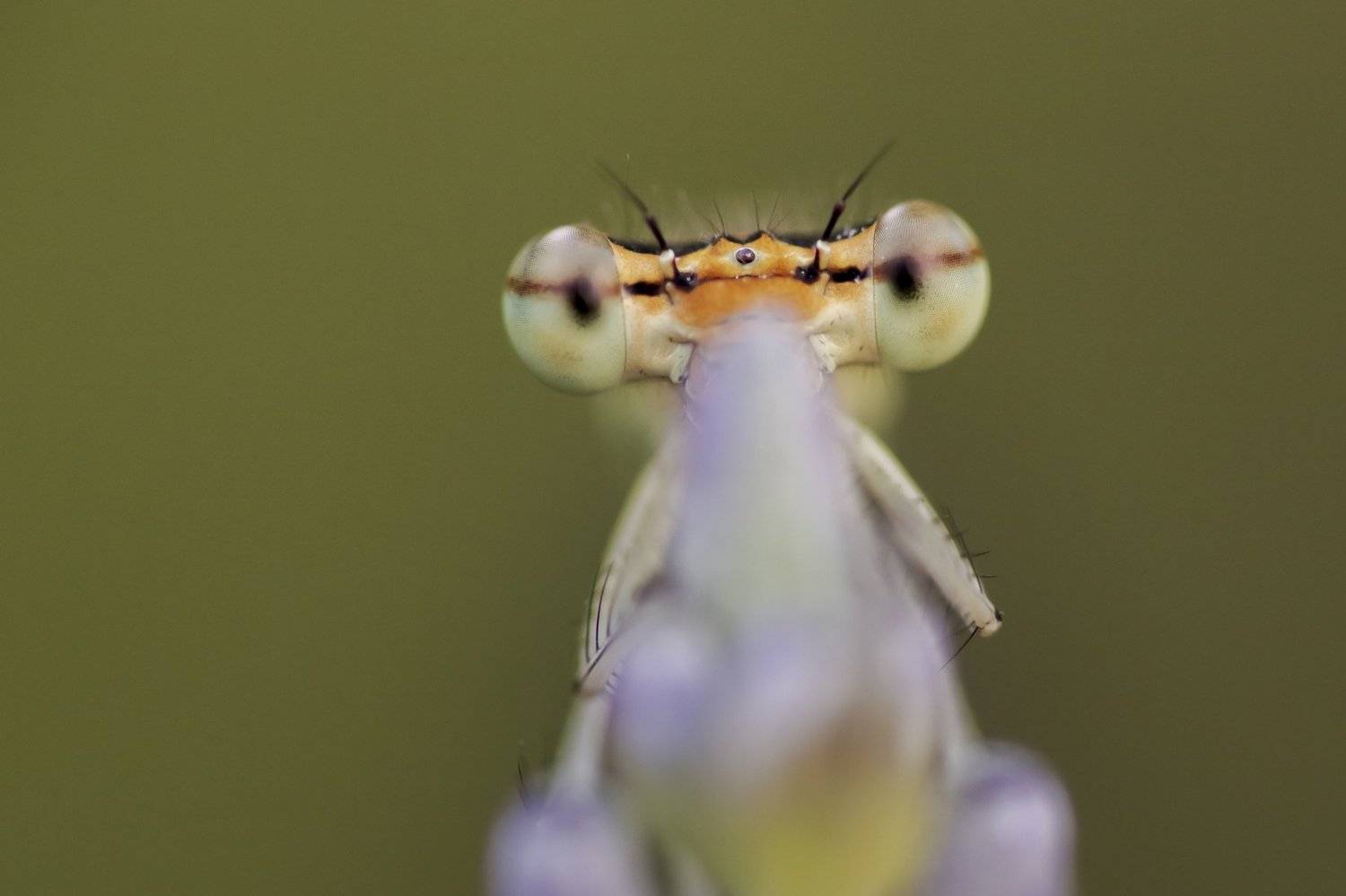 , Nicolae Fanurie Chirobocea