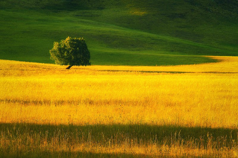 Про одинокое дерево... фото превью