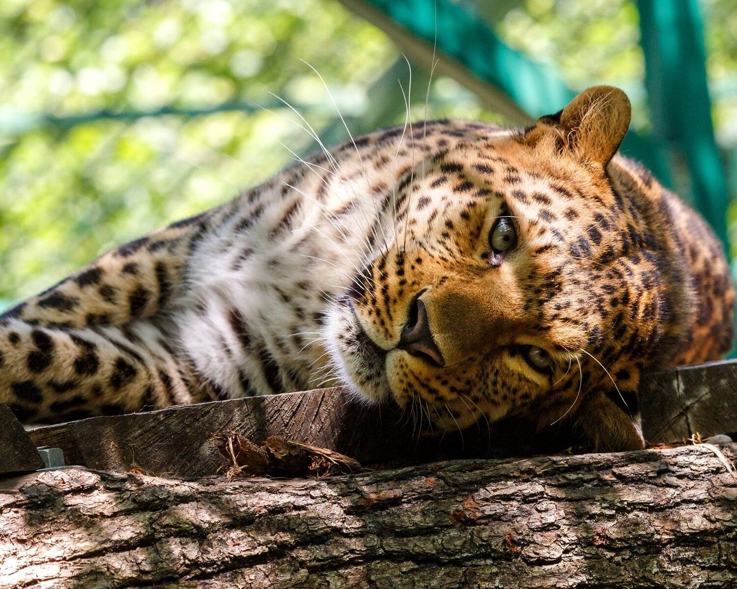 леопард, Олег Богданов