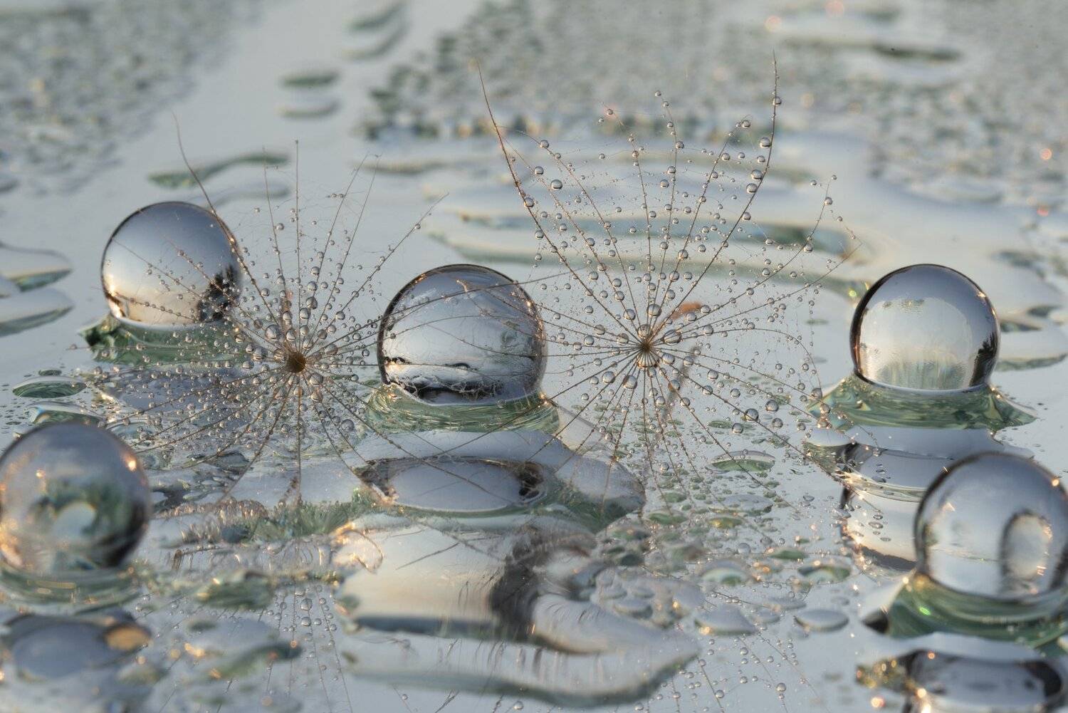 , Таня  Маркова