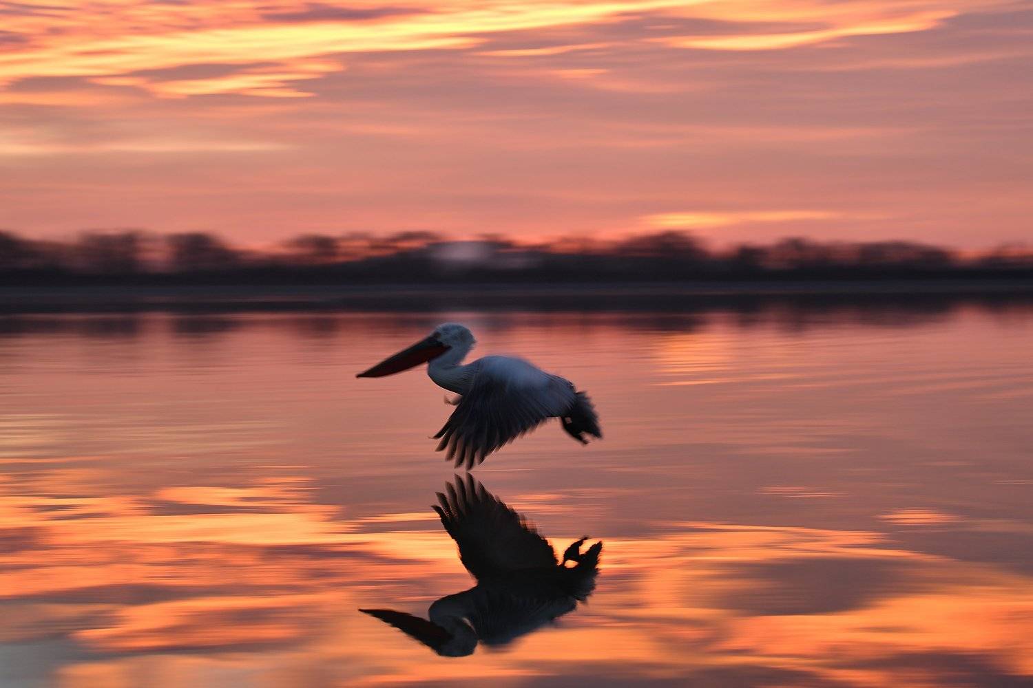 bird, Juraj Benč&iacute;k