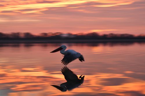 Golden flier II.