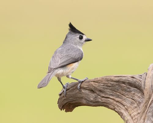 Синица чёрнохохлатая - Black-crested Titmouse