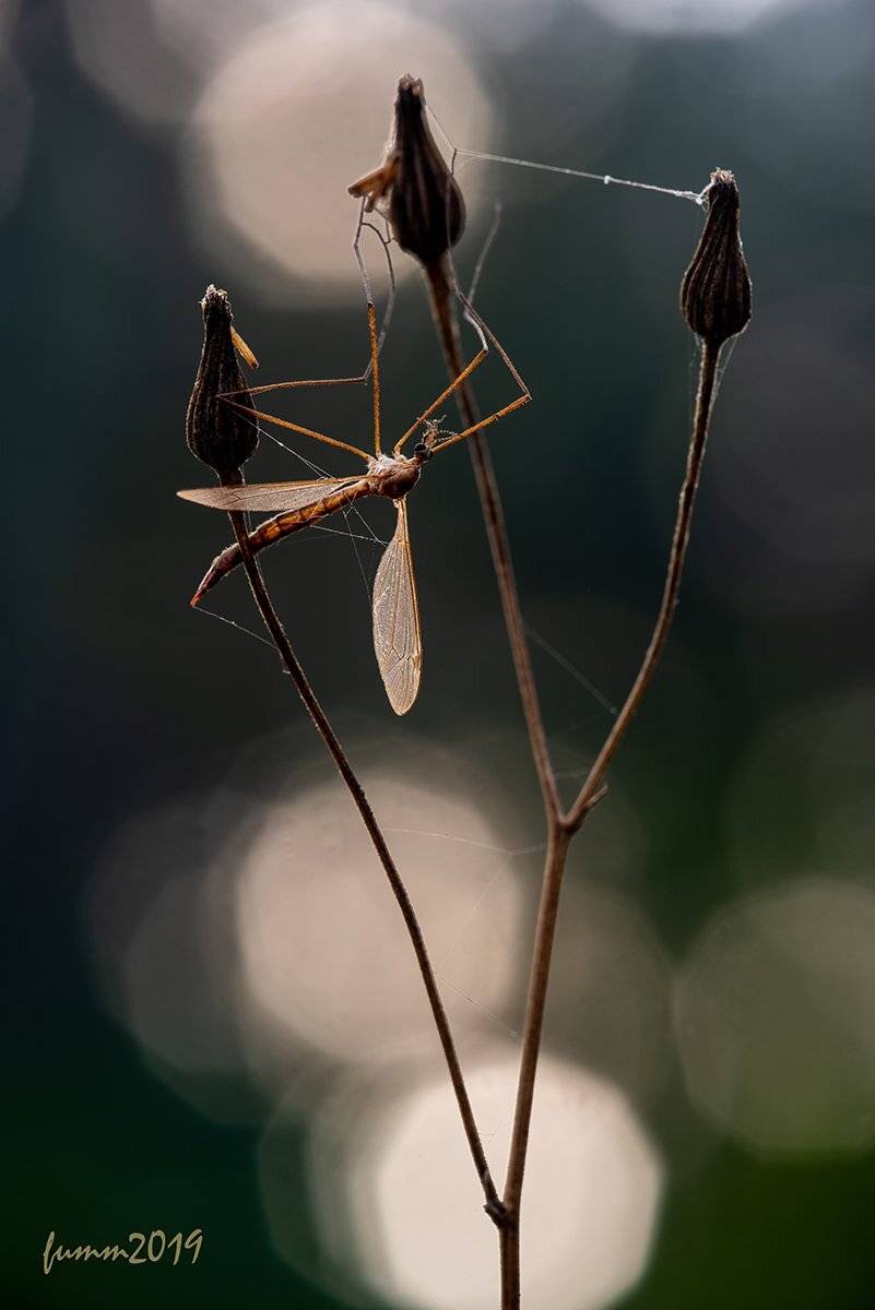 , Игорь ФУММ