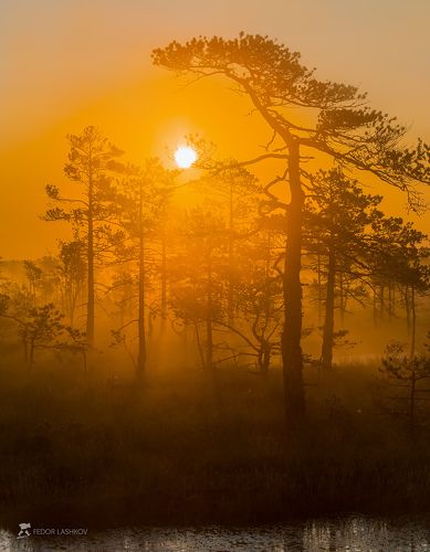 Из серии «Оранжевый мир»