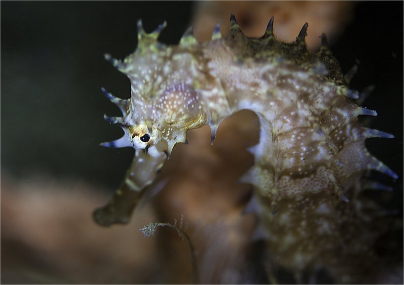 филиппины, морской конек, весна, макро весенний мотив фото превью