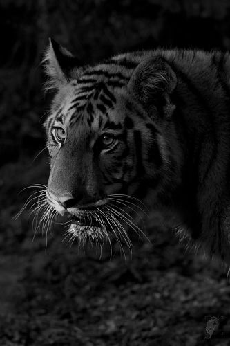 Tiger-Burning bright