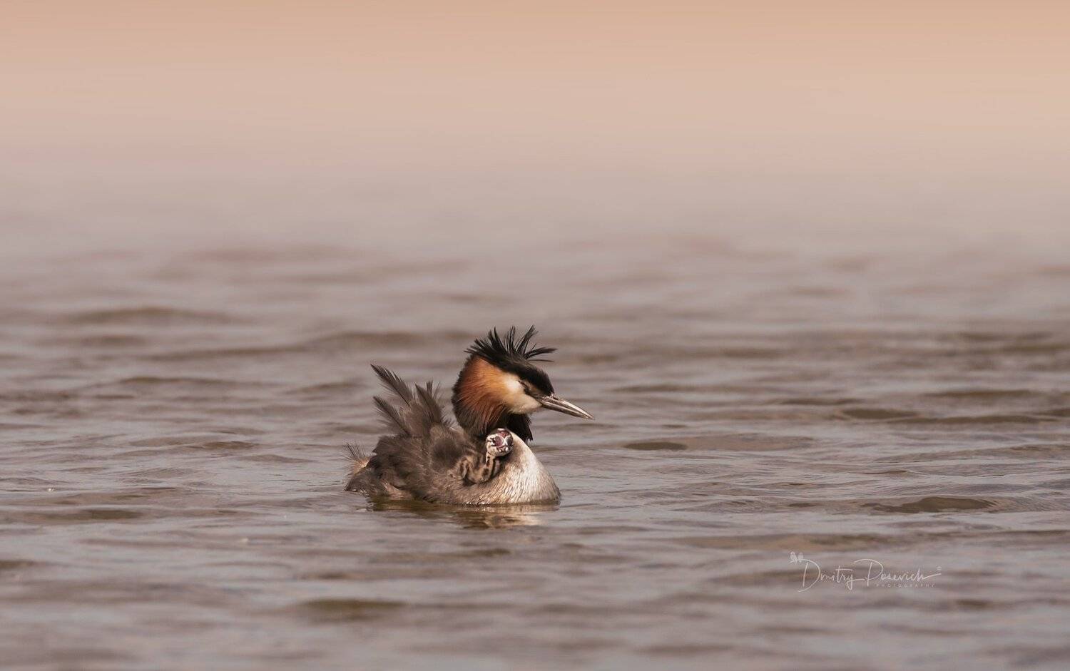 природа, лес, животные, птицы, Дмитрий Посевич