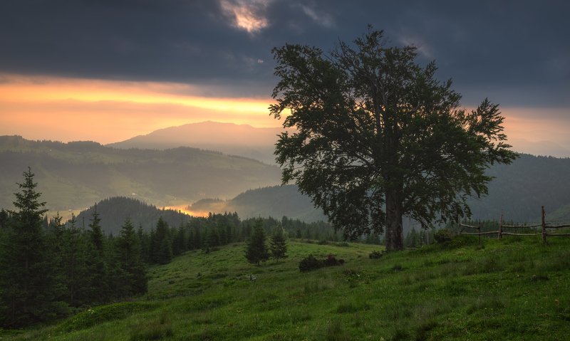 карпаты, черногорский хребет, полонина смотрич, дземброня Старый бук фото превью