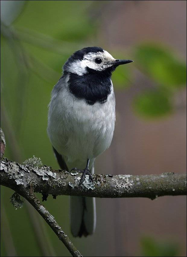 трясогузка, Андрей Медведев