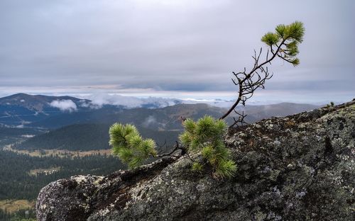 Кедр-скалолаз.