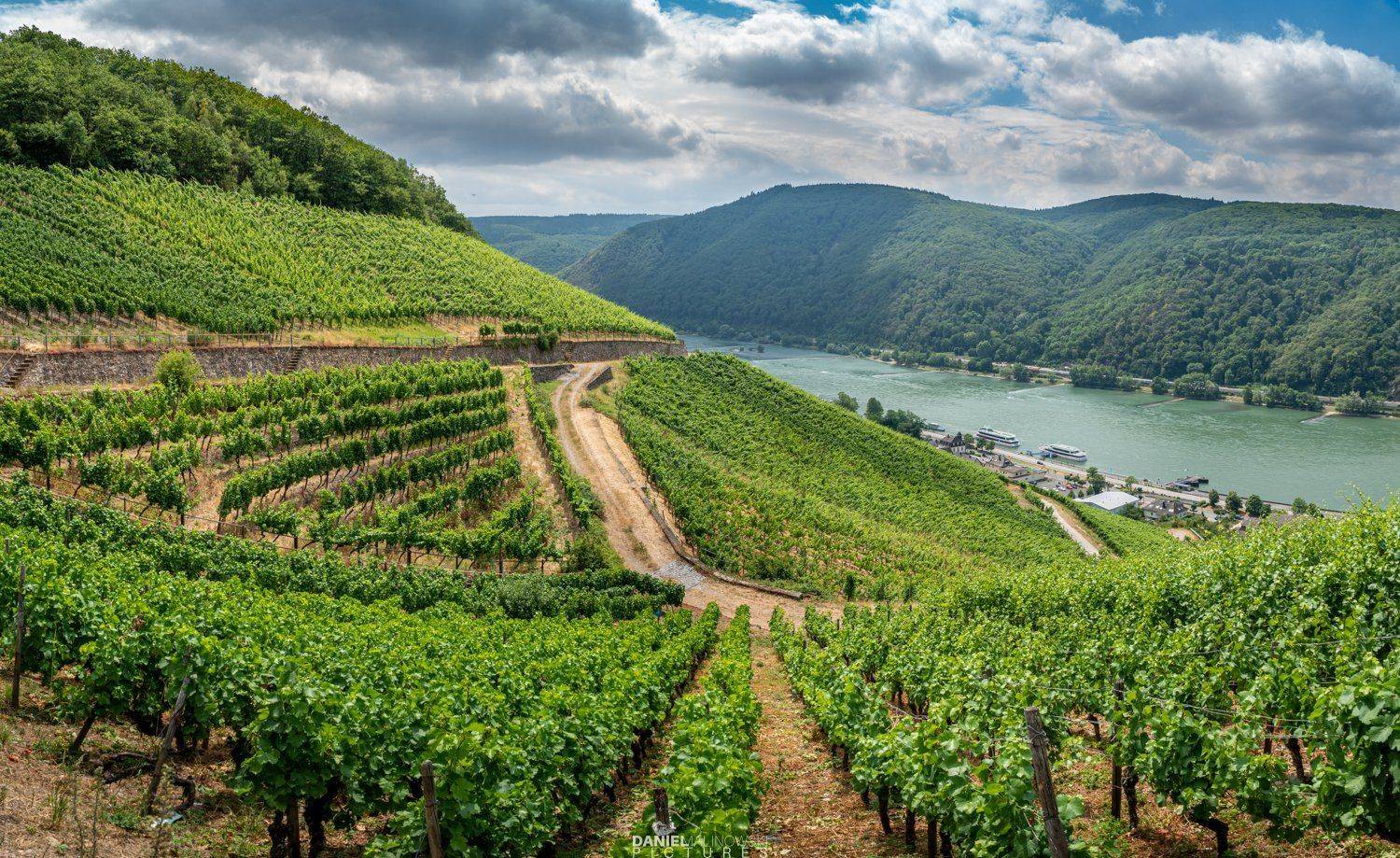 germany, vineyards, landscape, summer, Daniel Malinowski