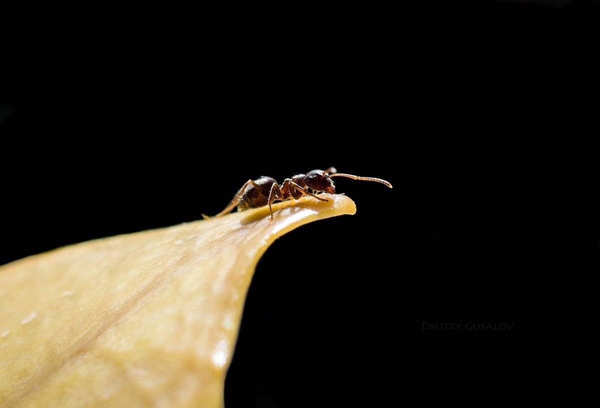 макро, природа, весна, макросъёмка, макрофотография, растение, цветы, жизнь, макромир, Дмитрий Гусалов