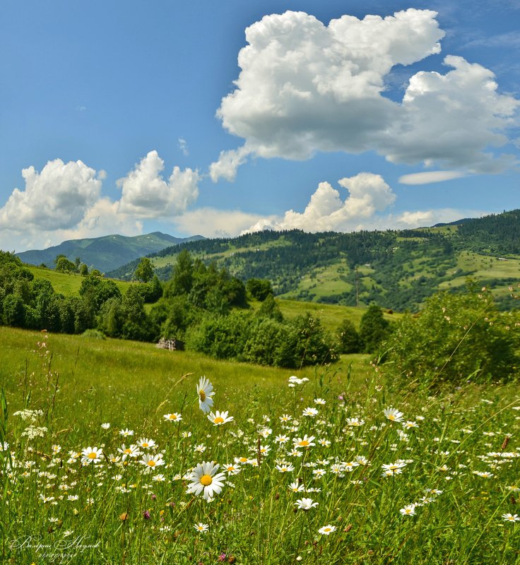 карпаты, горы, июнь, разнотравье Июньское разнотравье Карпат фото превью