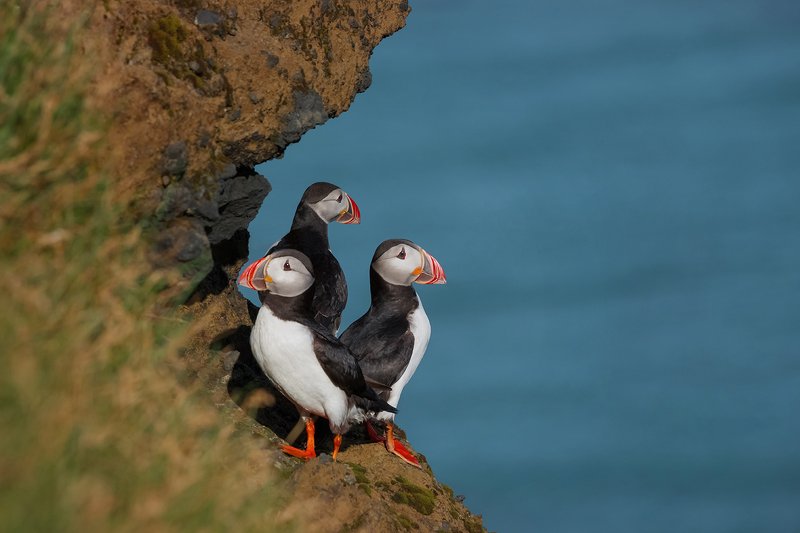 исландия, тупик, iceland, puffins Тупики фото превью