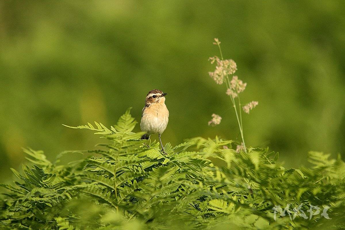 животные птицы лето чекан, Шангареев Марс