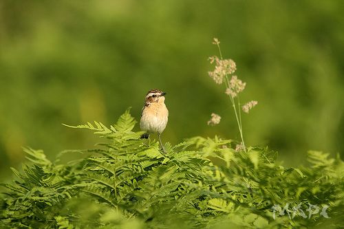 Маленький отважный Чекан