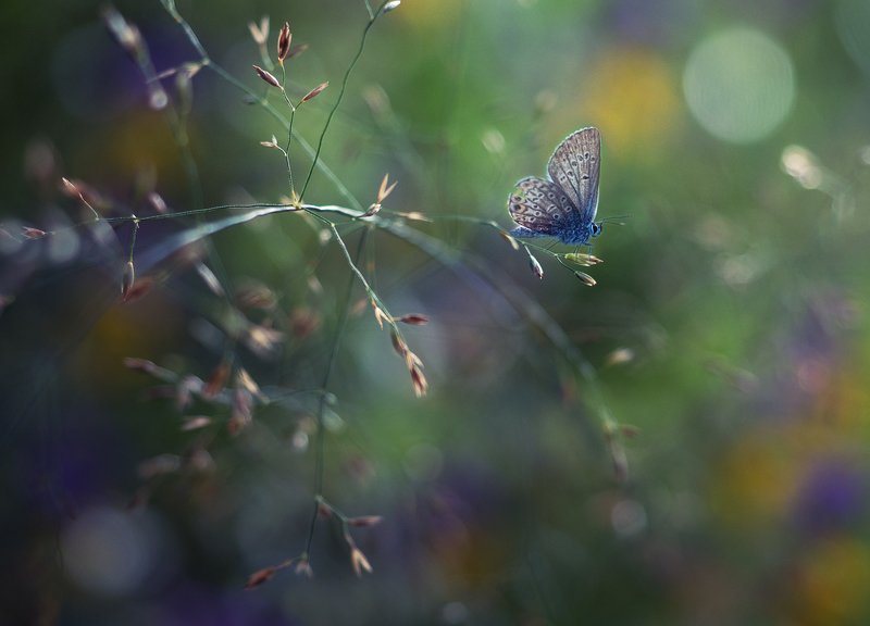 *** фото превью