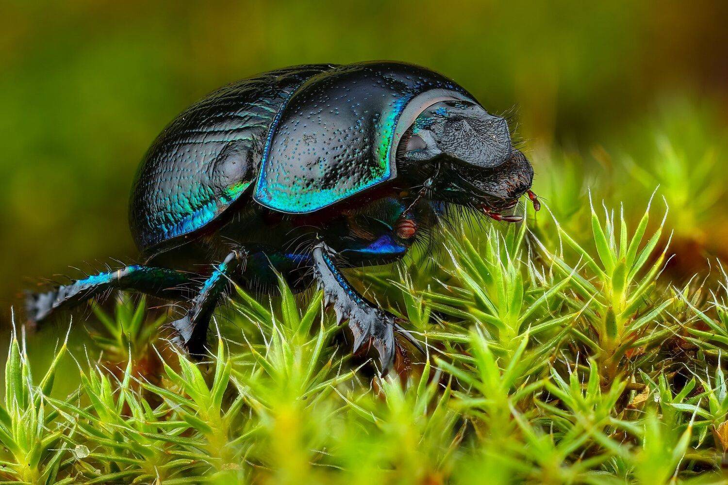 , Андрей Шаповалов