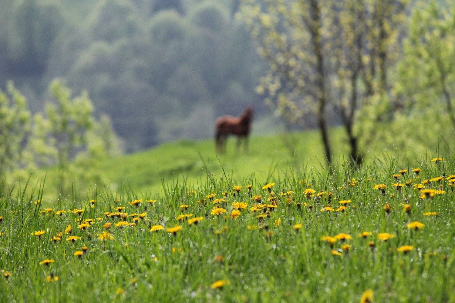весна, май, цветы, утро, роса, Valeriy