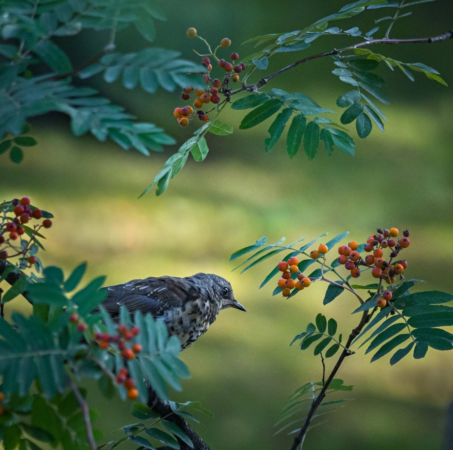 , Курлянцев Алексей