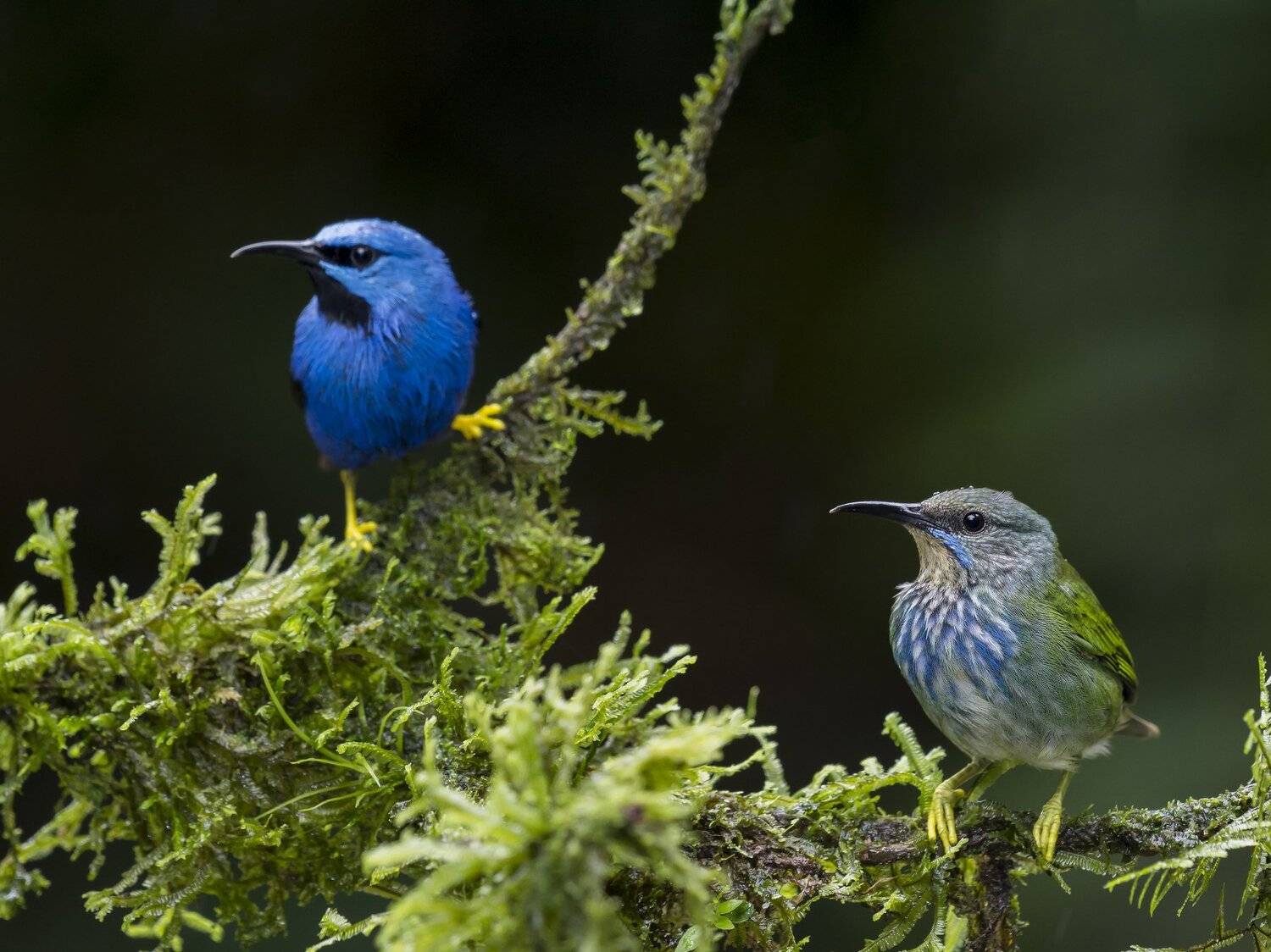 , Fernando Burgalin Sequeira