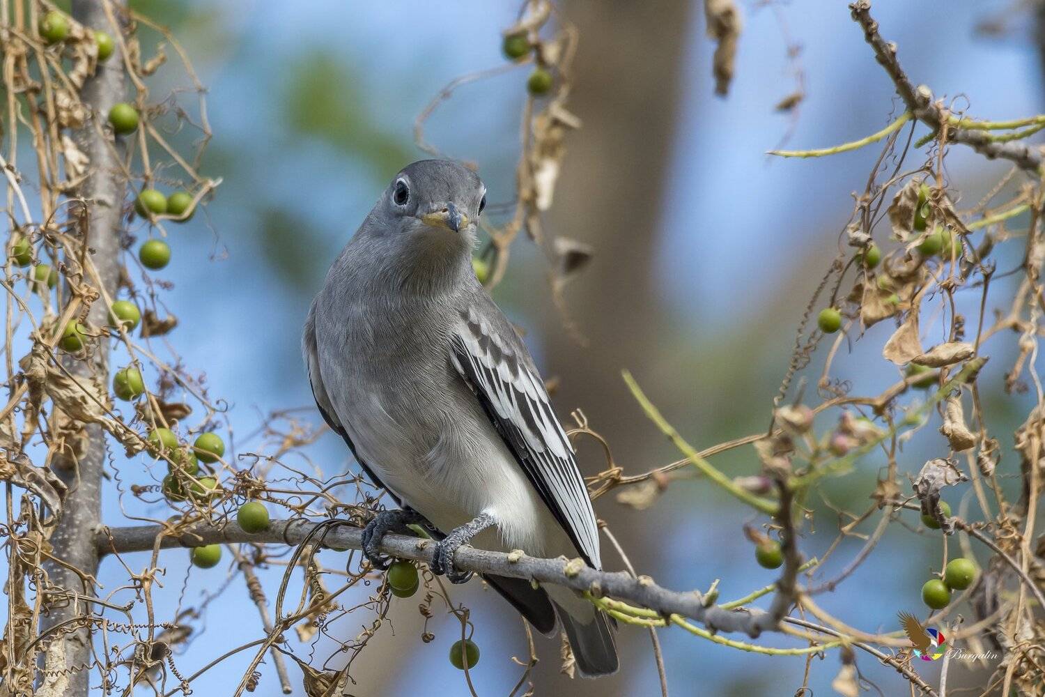 , Fernando Burgalin Sequeira