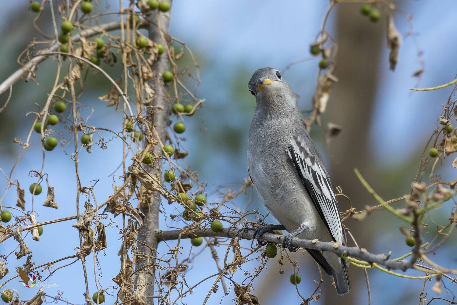 , Fernando Burgalin Sequeira