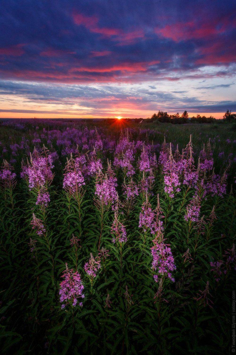 валдай, Тимофей Шутов