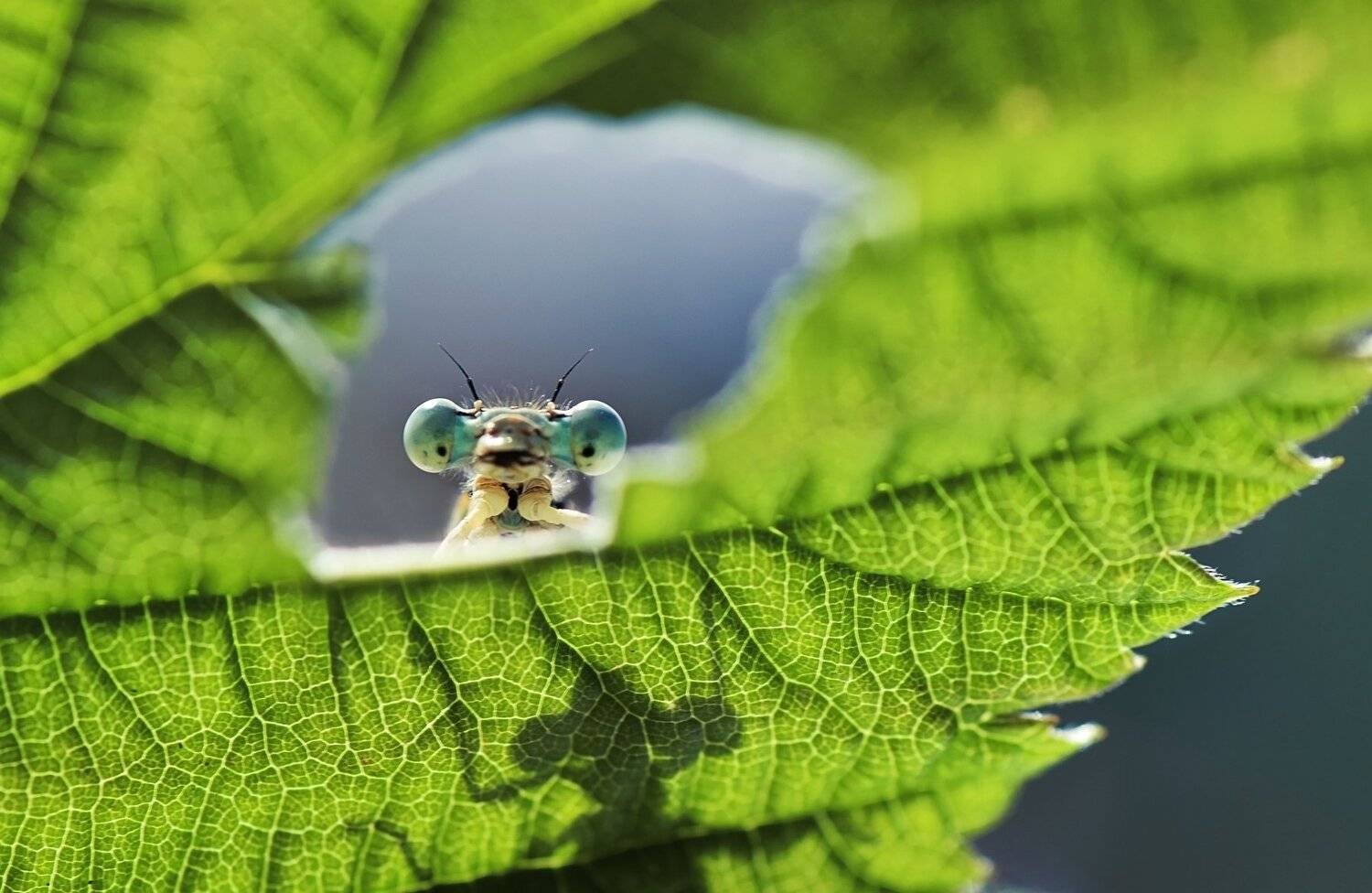 , Лапшина Владлена