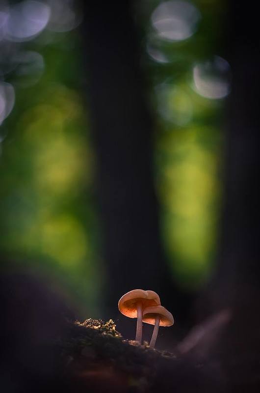 Нам не страшен серый волк фото превью