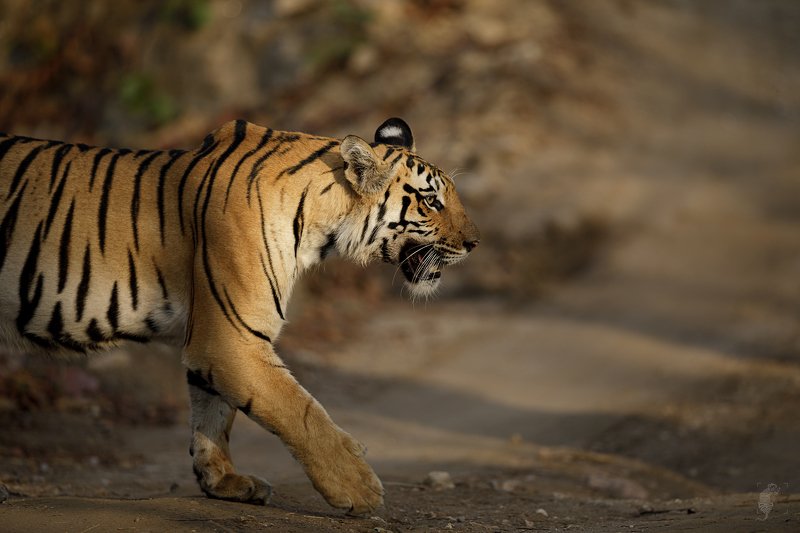 #Wildlife #Canon #India #Tigers #Sunlight #500mm $$$ фото превью