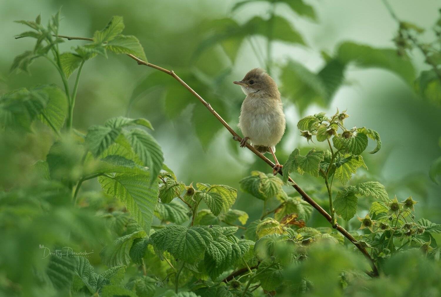природа, лес, животные, птицы, Дмитрий Посевич