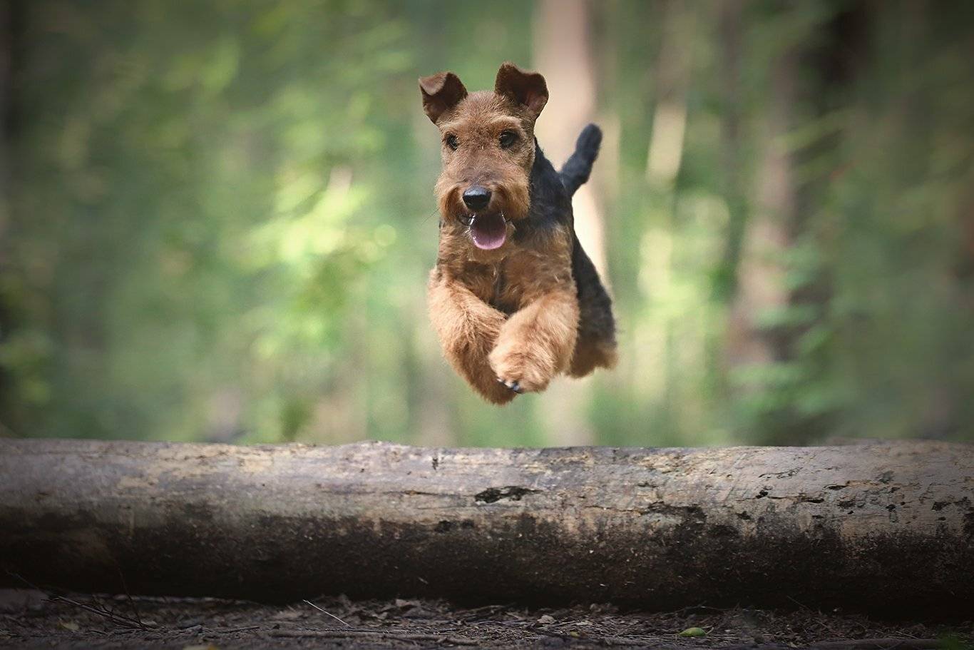 , Андрей Ершов