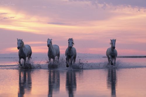 Camargue horses.