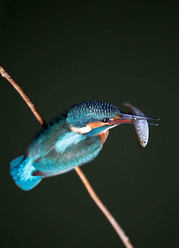 Alcedo atis фото превью